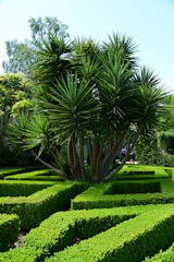 A gardener carefully trimming vibrant tropical plants in a sunny Mérida garden.
