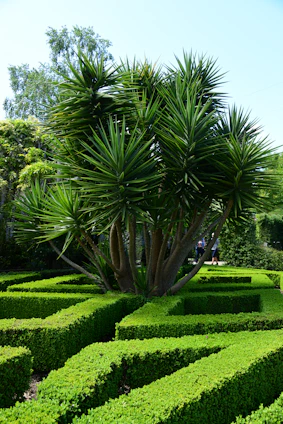 A gardener carefully trimming vibrant tropical plants in a sunny Mérida garden.