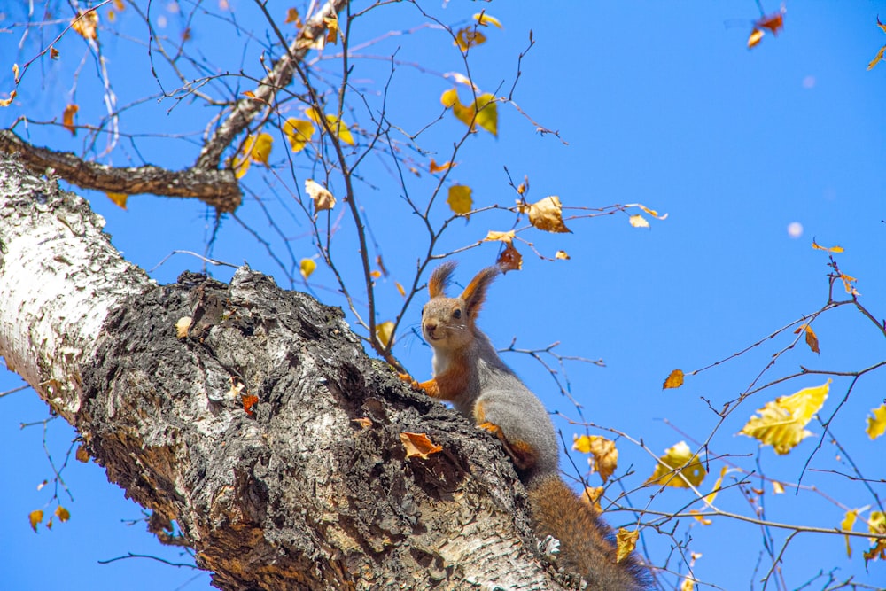 a squirrel sitting on top of a tree branch
