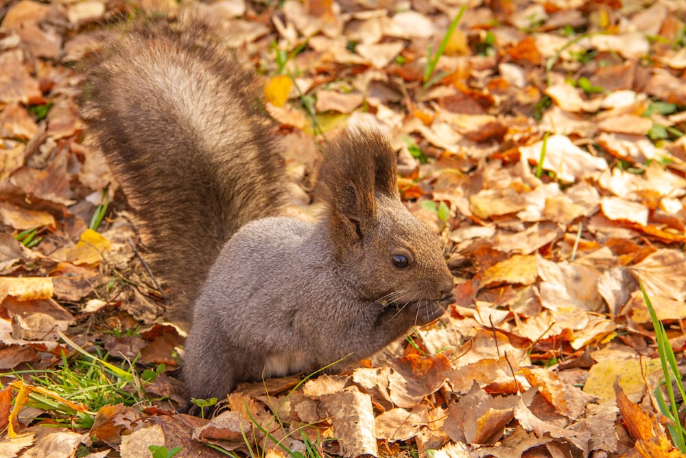 a squirrel is sitting in the leaves on the ground
