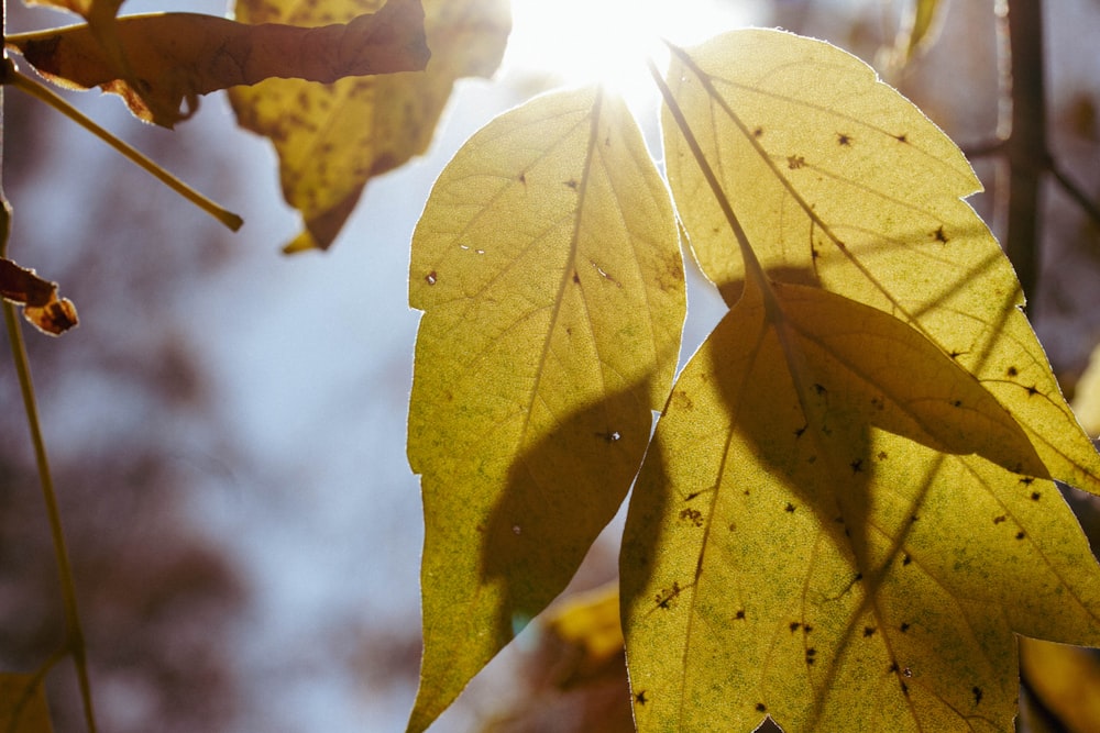 the sun shines through the leaves of a tree