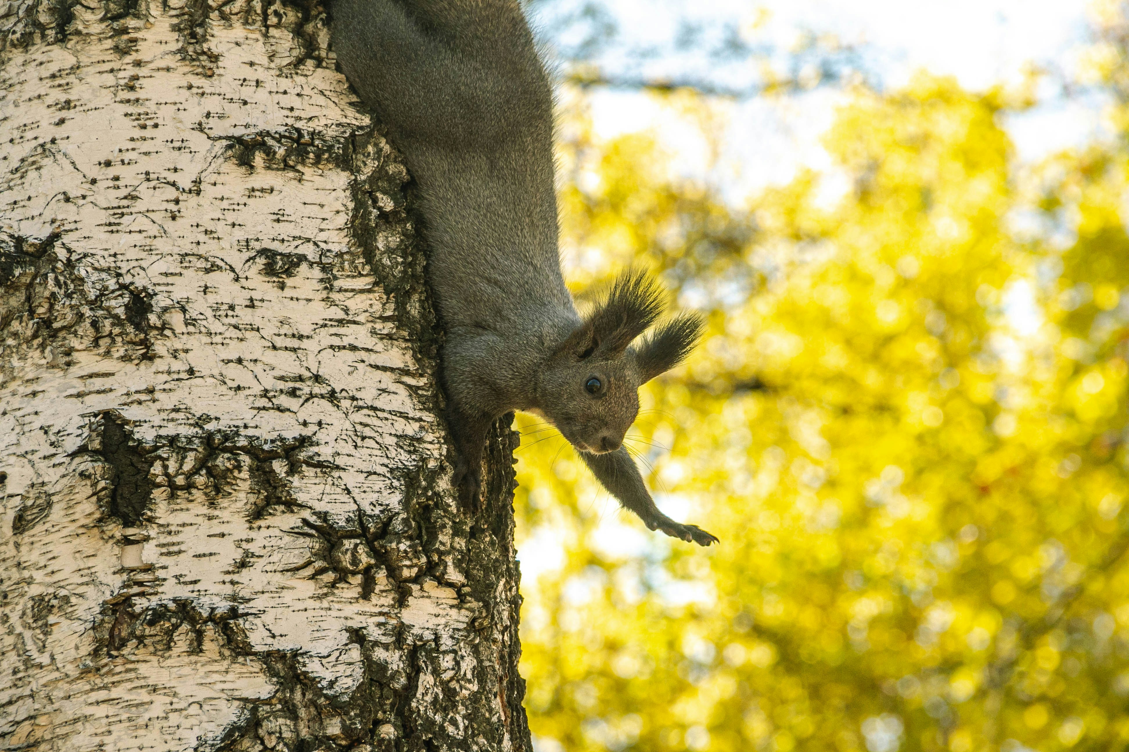 Photo by cheerful_procrastination