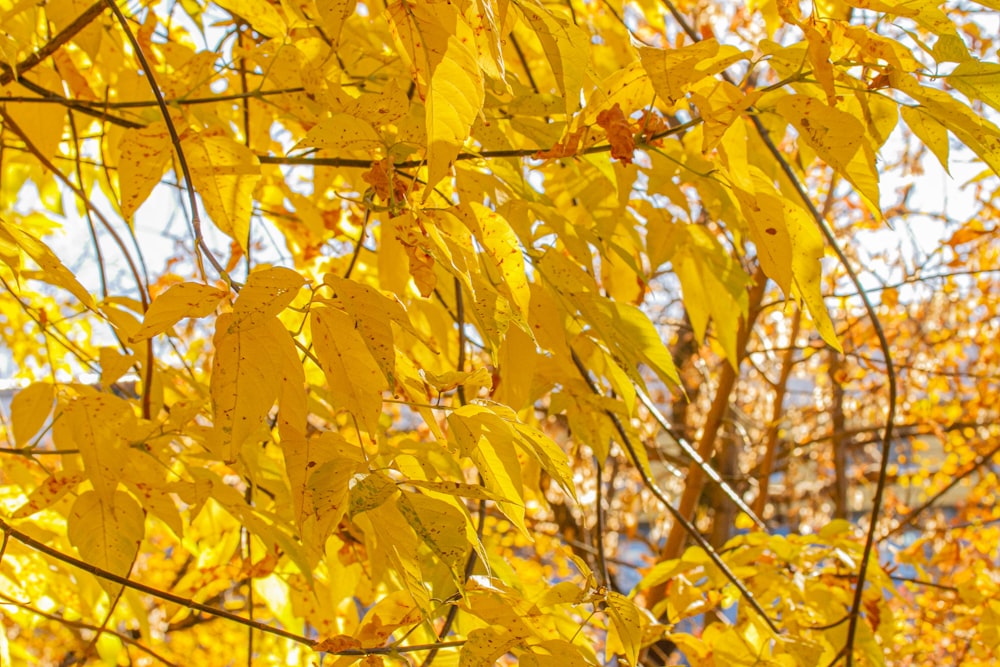 yellow leaves on a tree in the fall