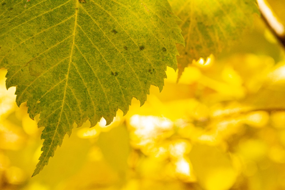 a close up of a green leaf on a tree