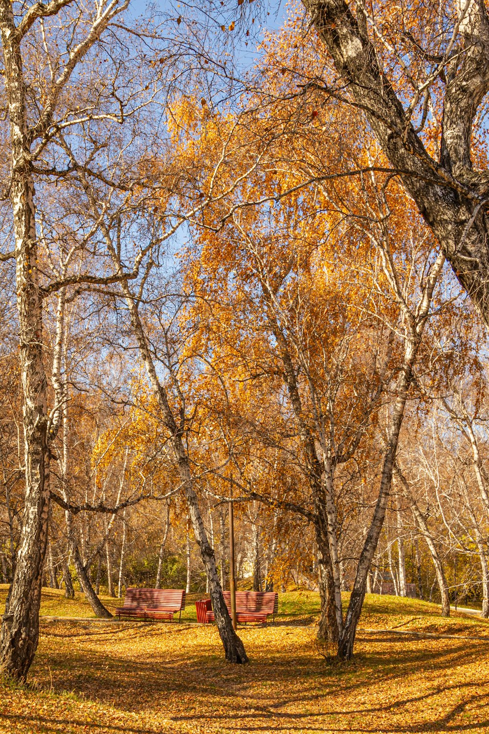 a park filled with lots of trees covered in leaves