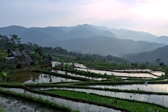 Terraced rice fields in Sapa with mist rolling over the hills.