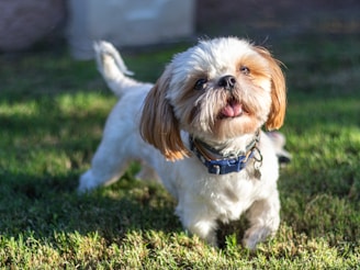 A playful maltipom dog with fluffy fur sitting on a grassy lawn.