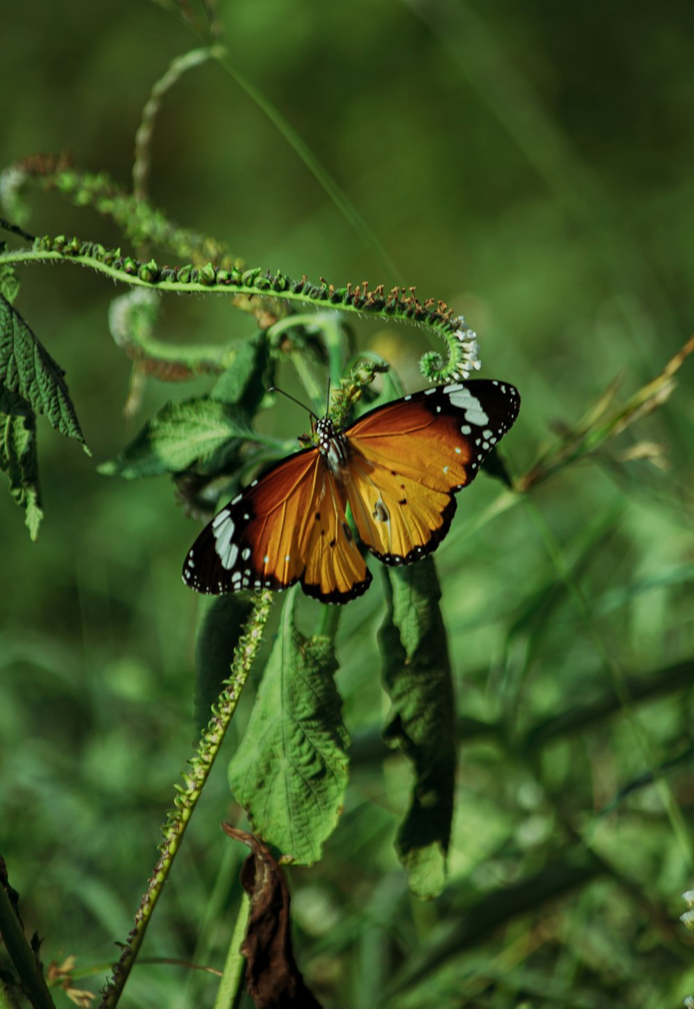 a butterfly that is sitting on a leaf