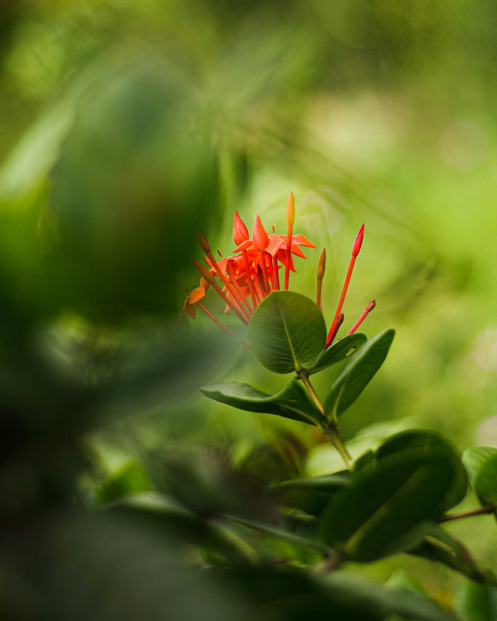 a red flower with green leaves in the background