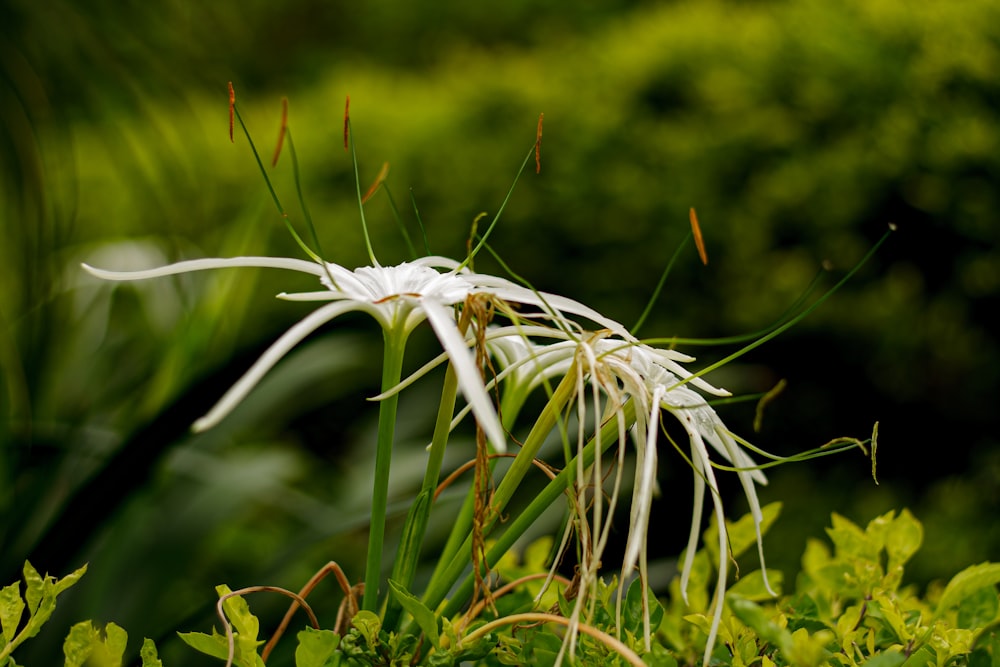 a close up of a white flower in a field