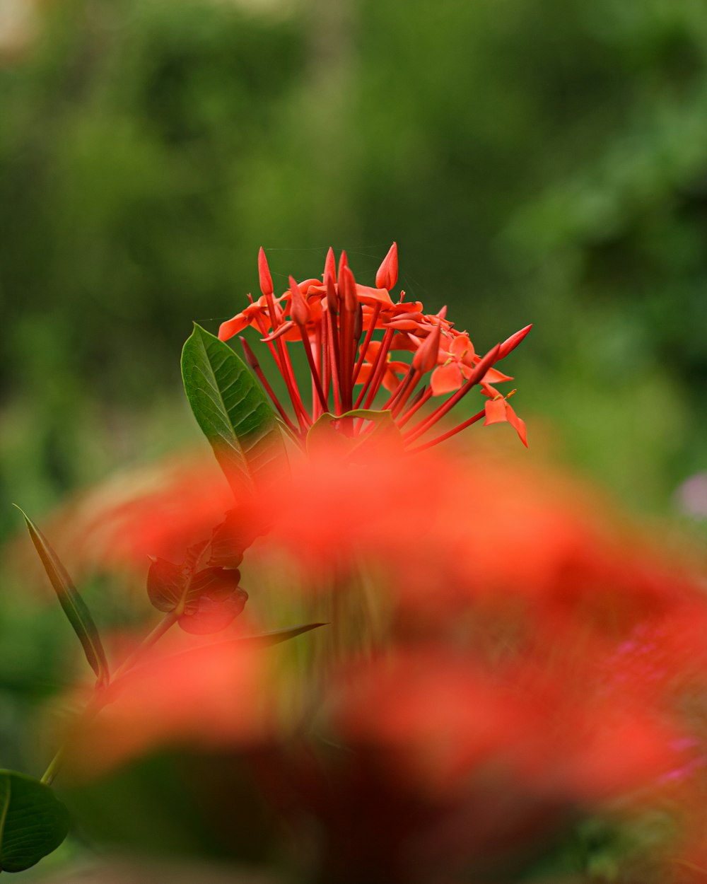 a close up of a red flower with a blurry background