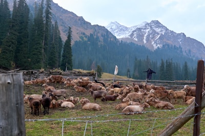 Wide shot of Siger Farm landscape with sheep scattered across the pasture