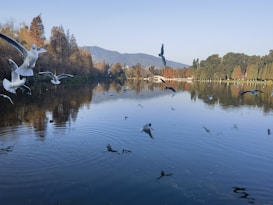 A tranquil lake scene featuring numerous birds in flight above the still water. The surrounding landscape includes trees with brown and green foliage, reflecting gently on the water's surface. In the background, rolling hills under a clear blue sky complete the serene vista.