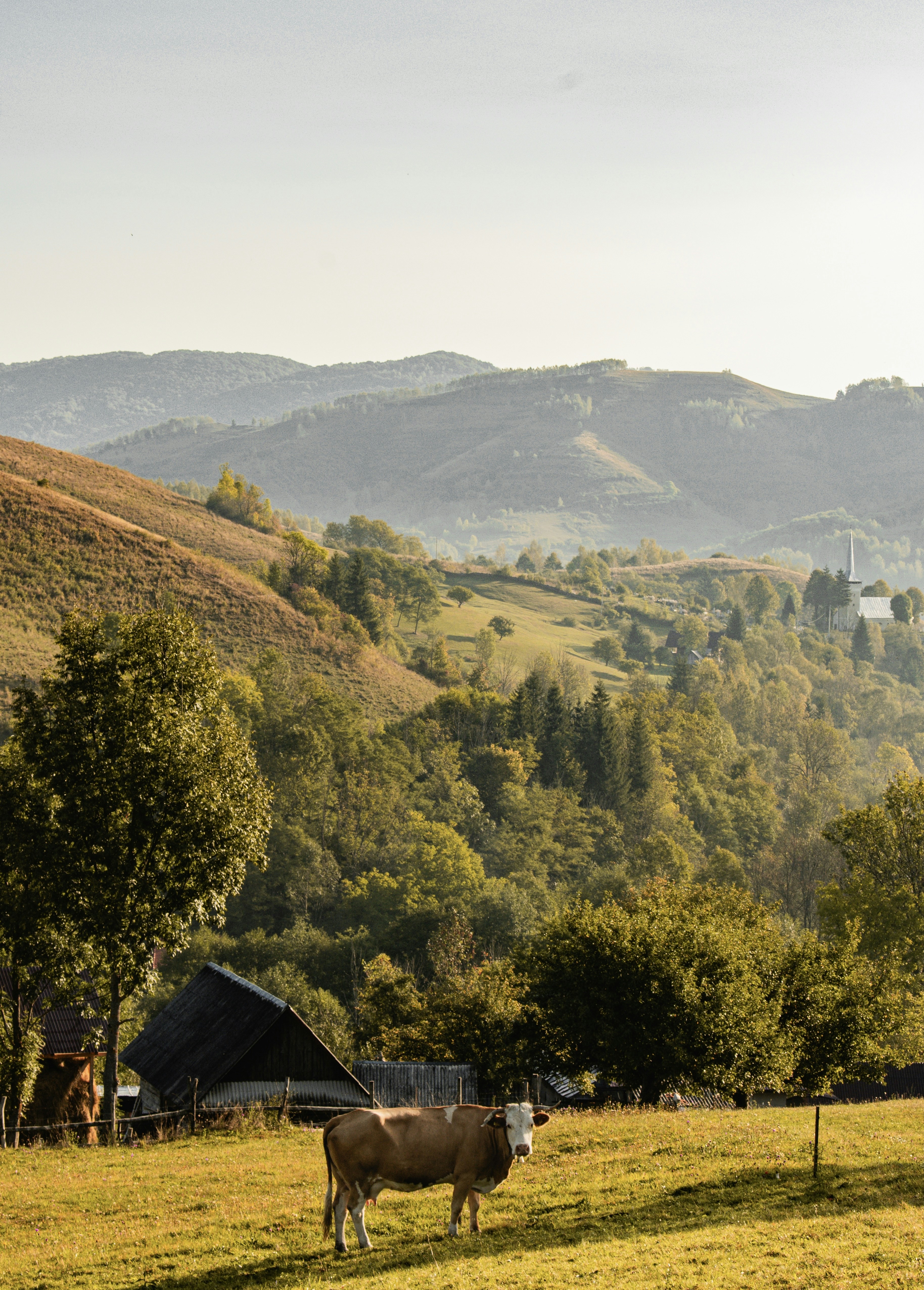 Photo by raluca_cotoara