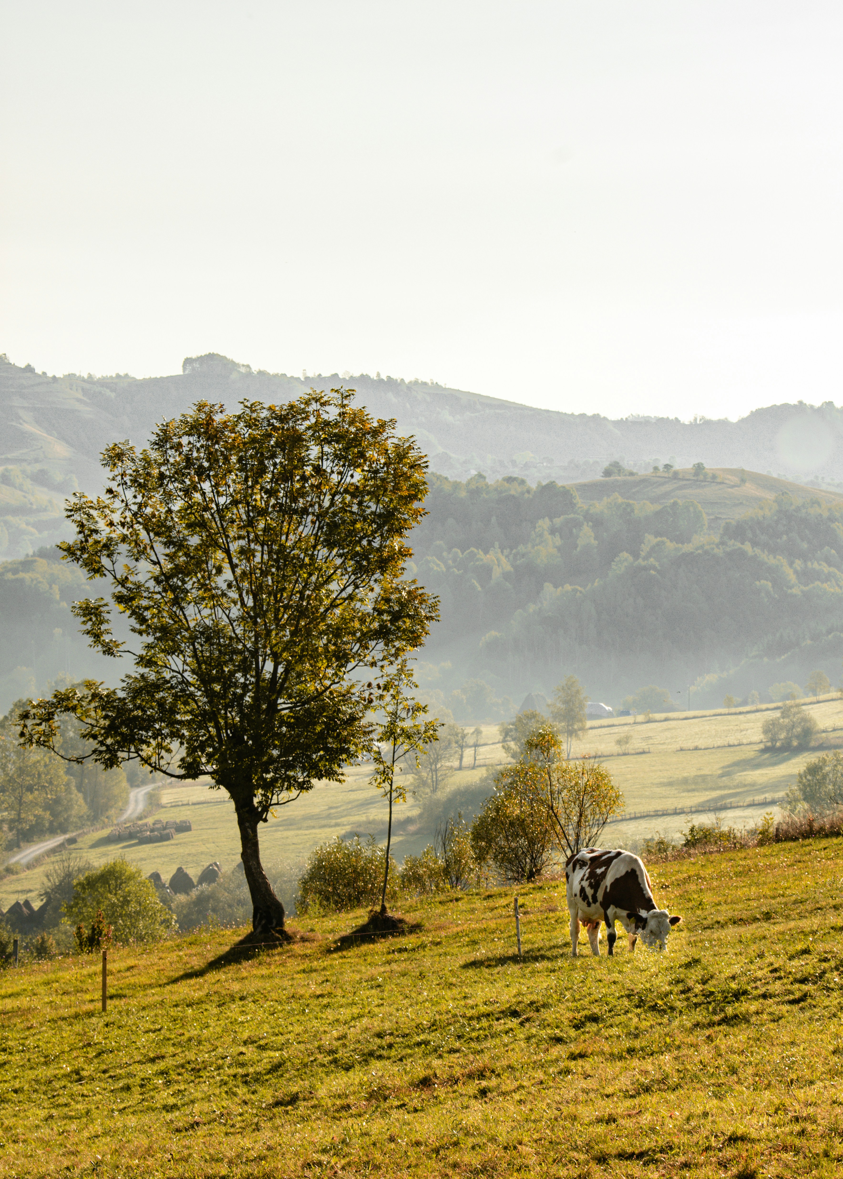 Photo by raluca_cotoara