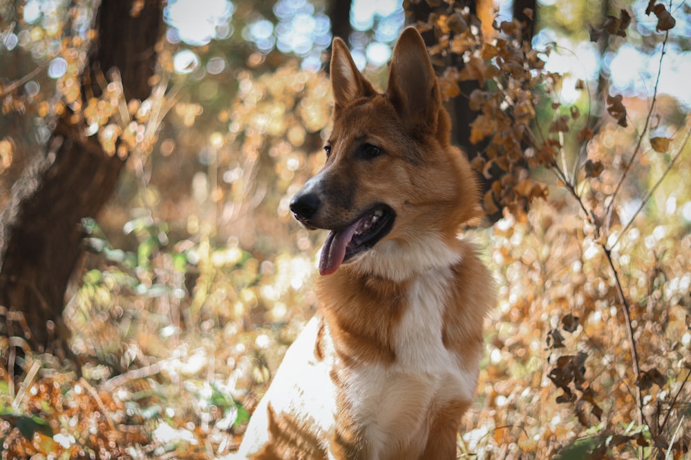 a brown and white dog sitting in the woods