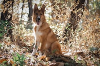 a brown dog sitting in the middle of a forest