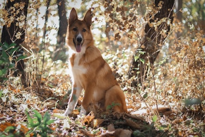 a brown dog sitting in the middle of a forest
