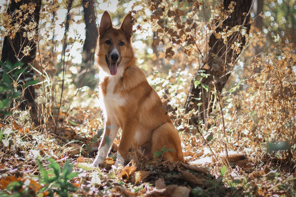 a brown dog sitting in the middle of a forest