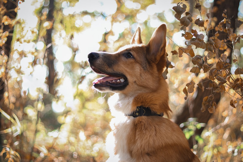 a brown and white dog sitting in the woods