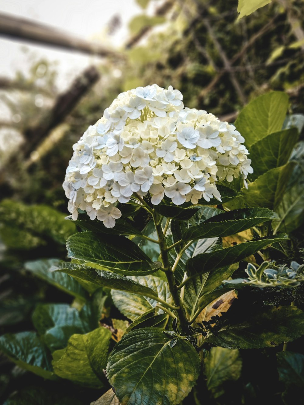 a close up of a white flower on a plant