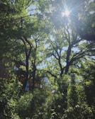 Sunlight filtering through tall eucalyptus trees surrounding the modern two-storey condominium.
