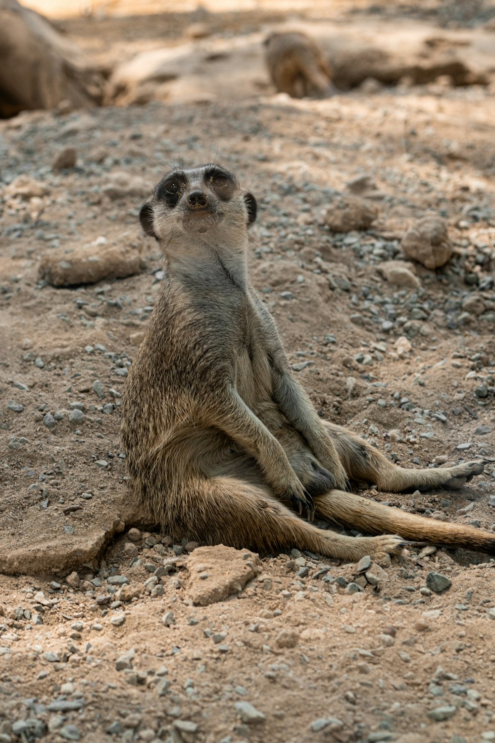 a meerkat sitting on its back on the ground