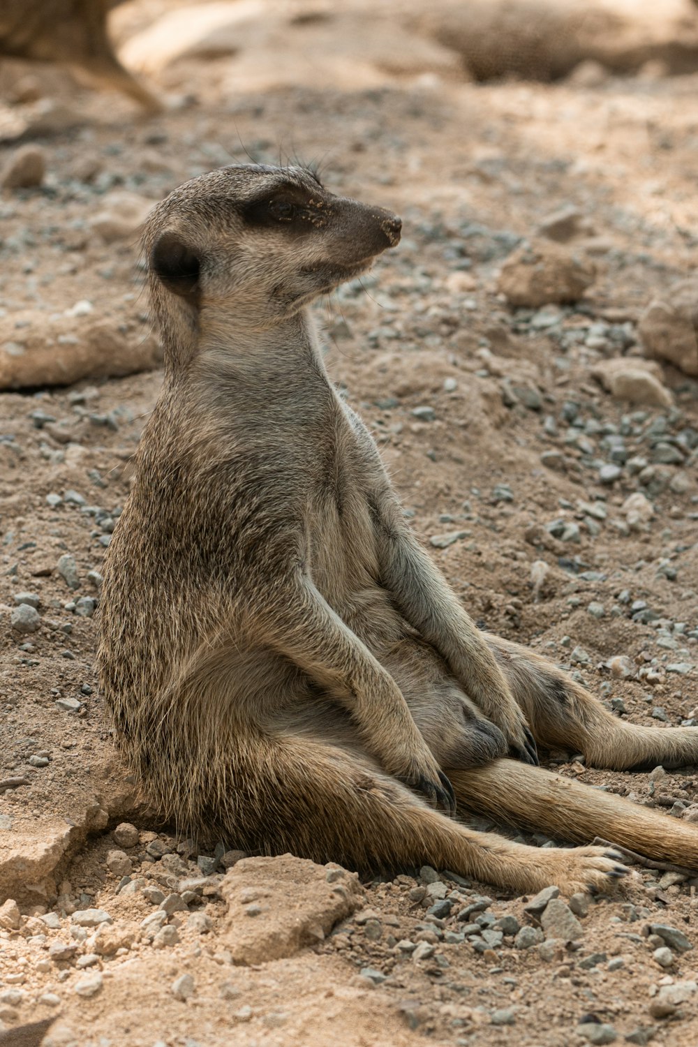 a small brown animal sitting on top of a dirt field