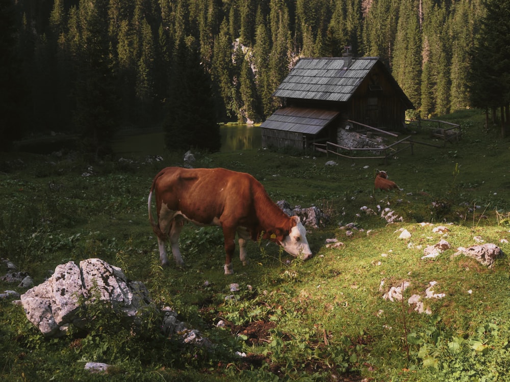 a brown cow grazing in a field next to a cabin