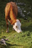 Fresh green grass-fed cows grazing in a sunny pasture, source of natural tallow.