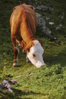 A brown and white cow is grazing on lush green grass in a rocky, natural setting. The sun casts a warm light over the scene, highlighting the cow's coat and the surrounding foliage.