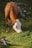 A brown and white cow is grazing on lush green grass in a rocky, natural setting. The sun casts a warm light over the scene, highlighting the cow's coat and the surrounding foliage.