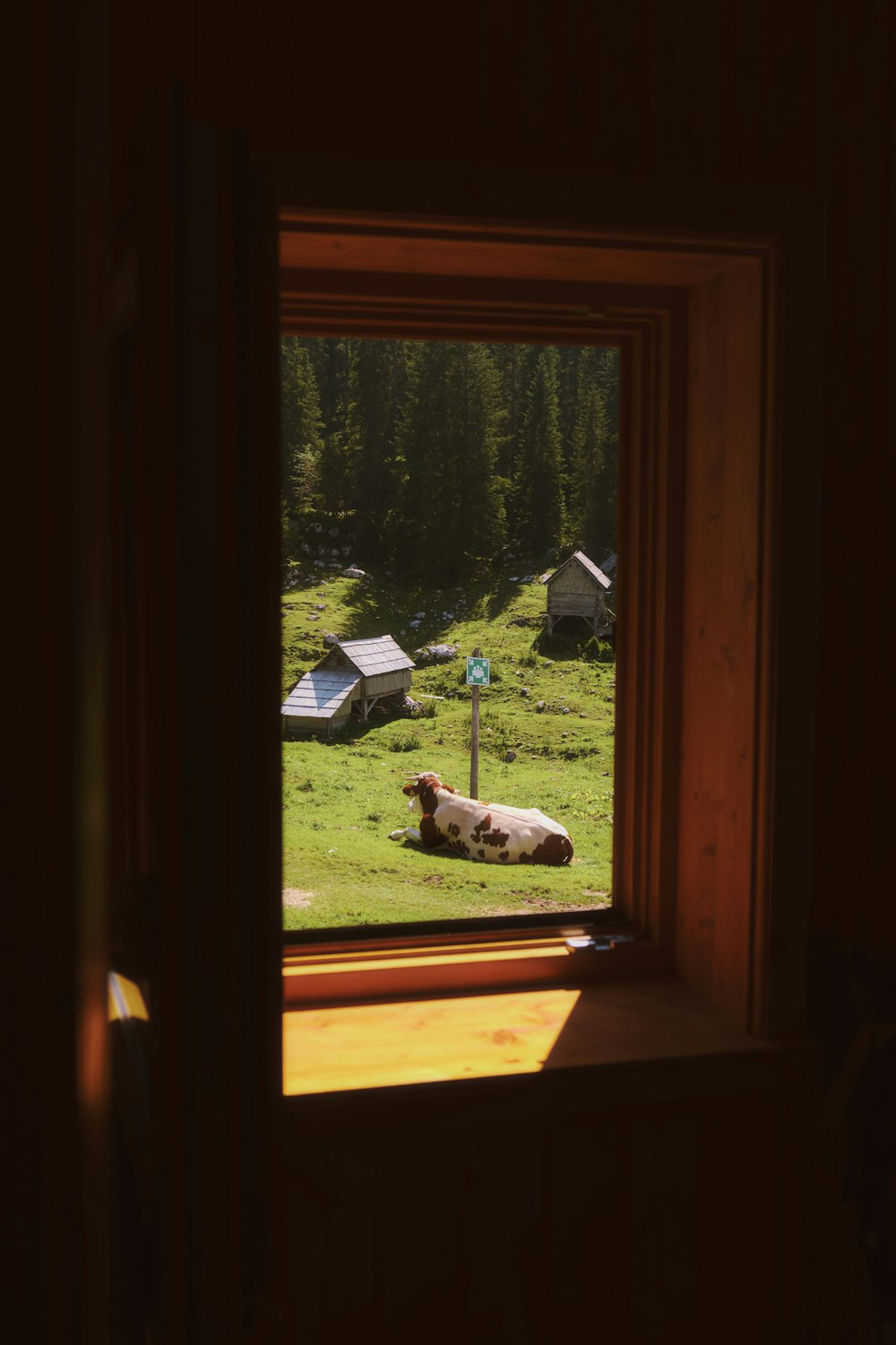 a cow is laying down in a field