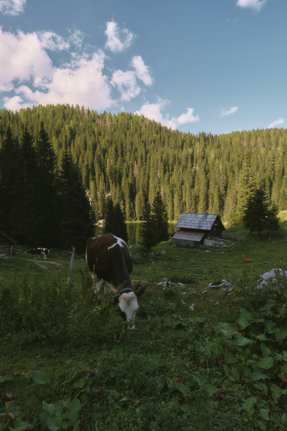 a brown and white cow grazing in a field