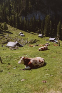 Several cows are lying on a grassy meadow surrounded by small wooden huts and dense forest. The landscape is tranquil and sunlit, with a backdrop of trees rising against a rocky hillside.