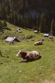 Several cows are lying on a grassy meadow surrounded by small wooden huts and dense forest. The landscape is tranquil and sunlit, with a backdrop of trees rising against a rocky hillside.