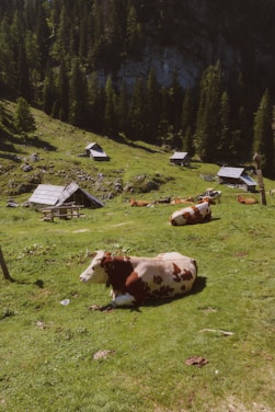 Several cows are lying on a grassy meadow surrounded by small wooden huts and dense forest. The landscape is tranquil and sunlit, with a backdrop of trees rising against a rocky hillside.