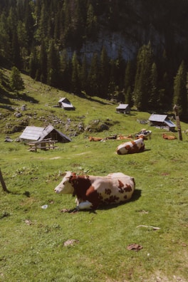 Several cows are lying on a grassy meadow surrounded by small wooden huts and dense forest. The landscape is tranquil and sunlit, with a backdrop of trees rising against a rocky hillside.