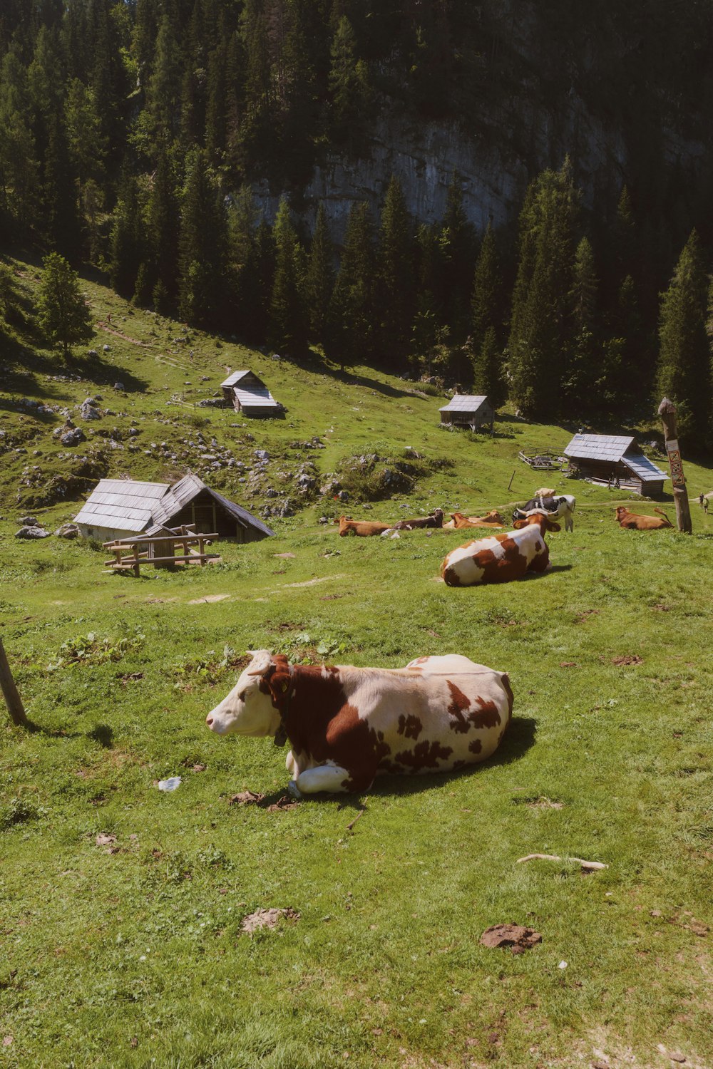 a couple of cows laying on top of a lush green field