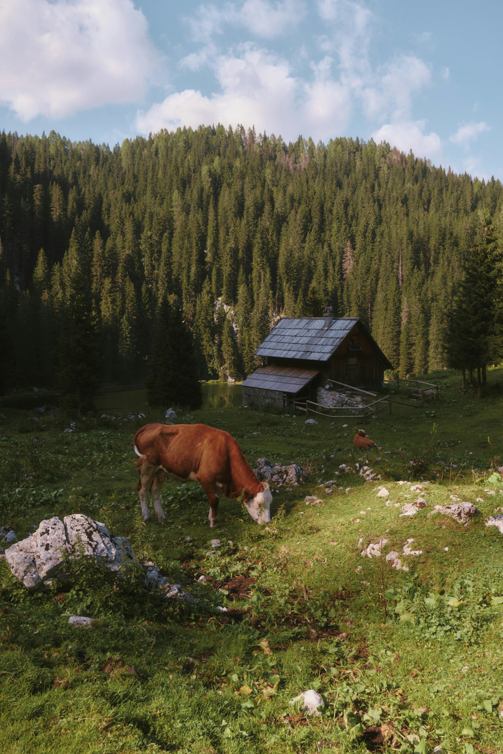 a cow grazing in a field with a cabin in the background