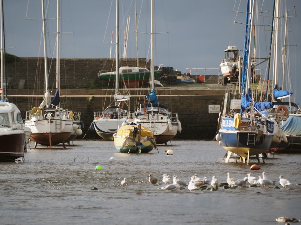 un tas de bateaux qui sont dans l’eau