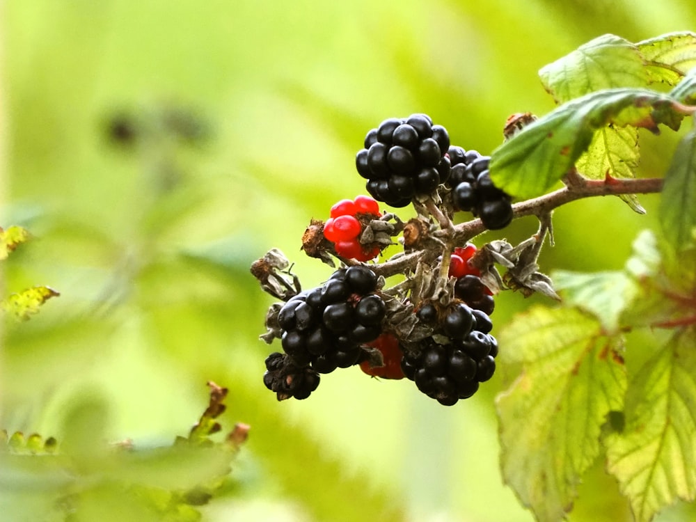 a close up of a bunch of berries on a tree