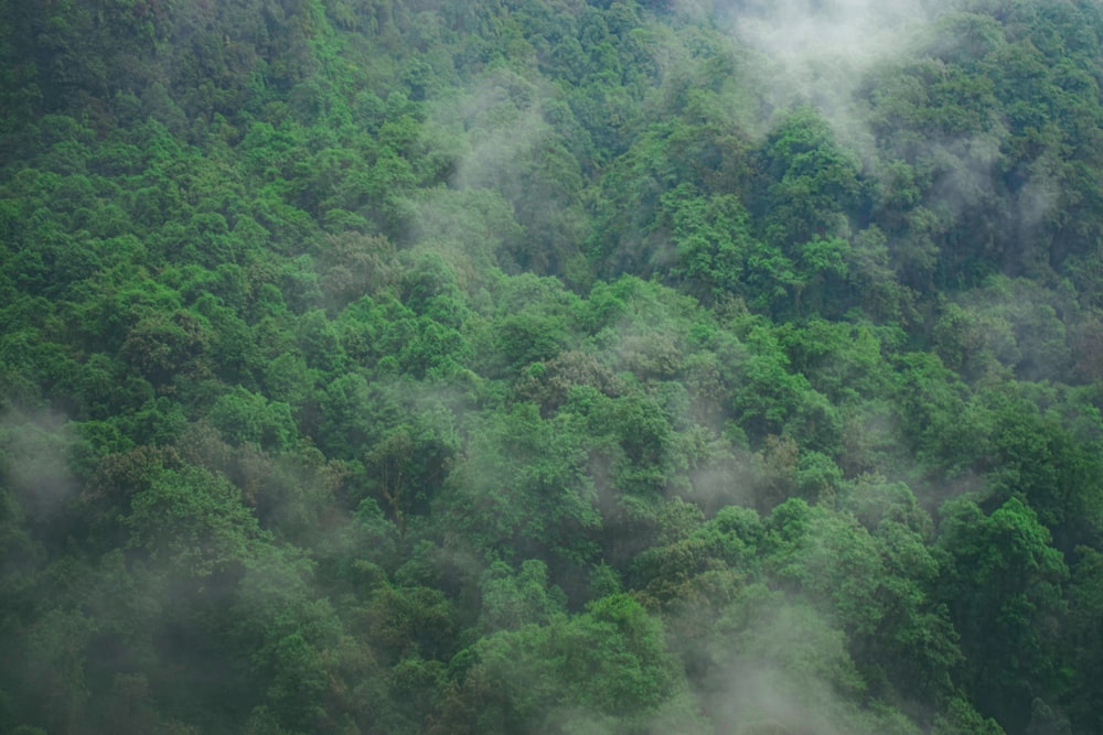 a plane flying over a lush green forest