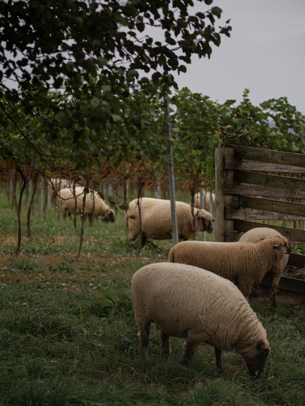 a herd of sheep standing on top of a lush green field