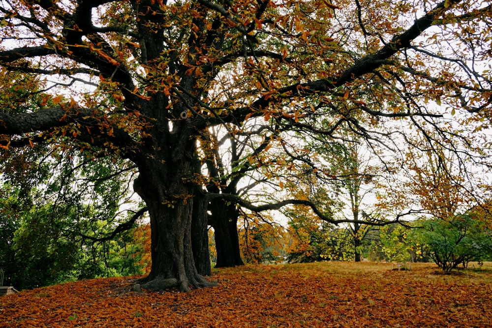 a large tree with lots of leaves on the ground