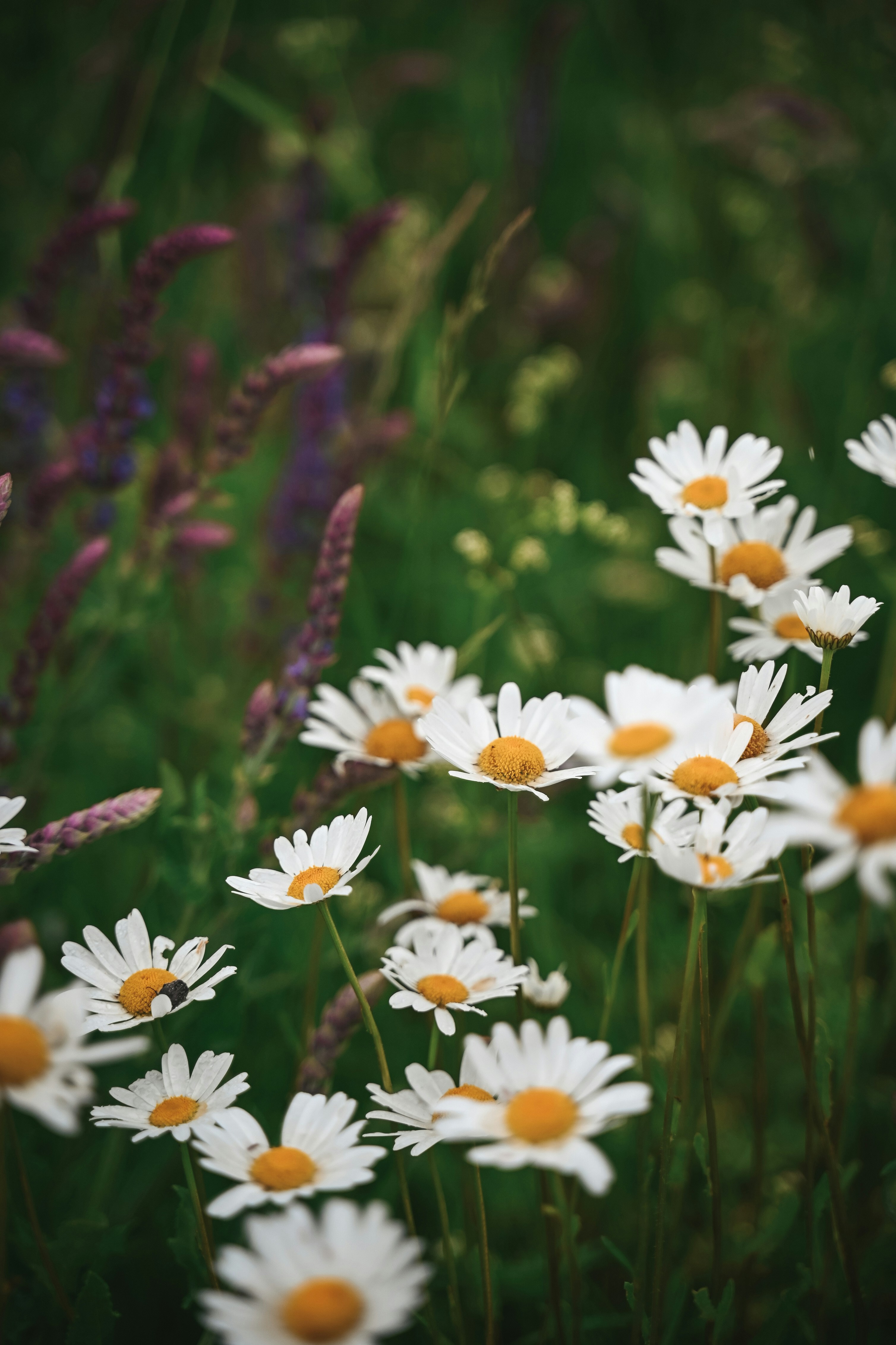 A bunch of white daisies in a field photo Free Nature Image on Unsplash
