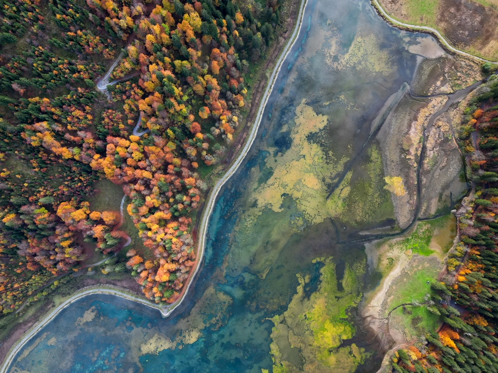 a river running through a lush green forest