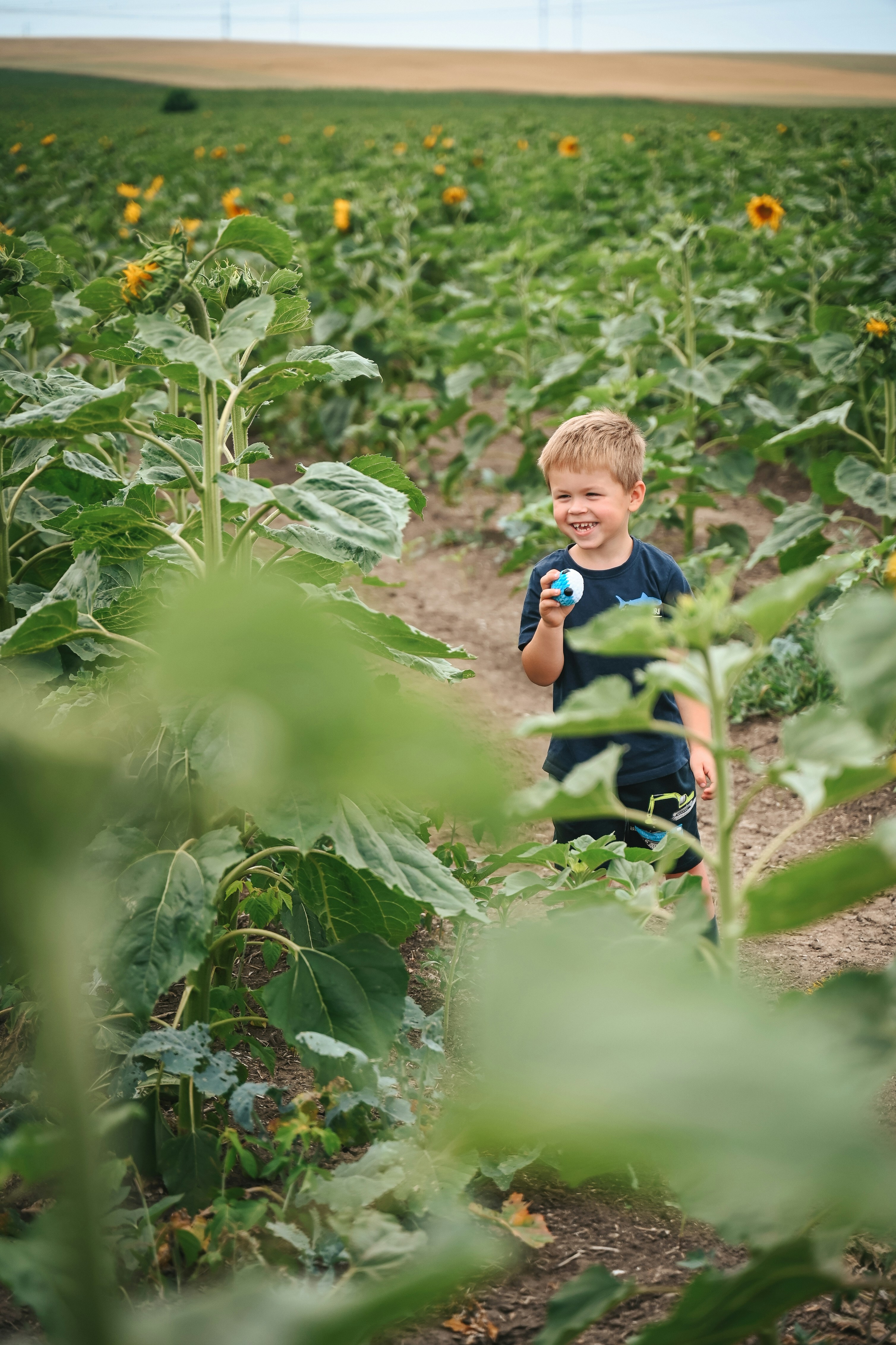 A young boy standing in a field of sunflowers photo – Free Nature Image ...