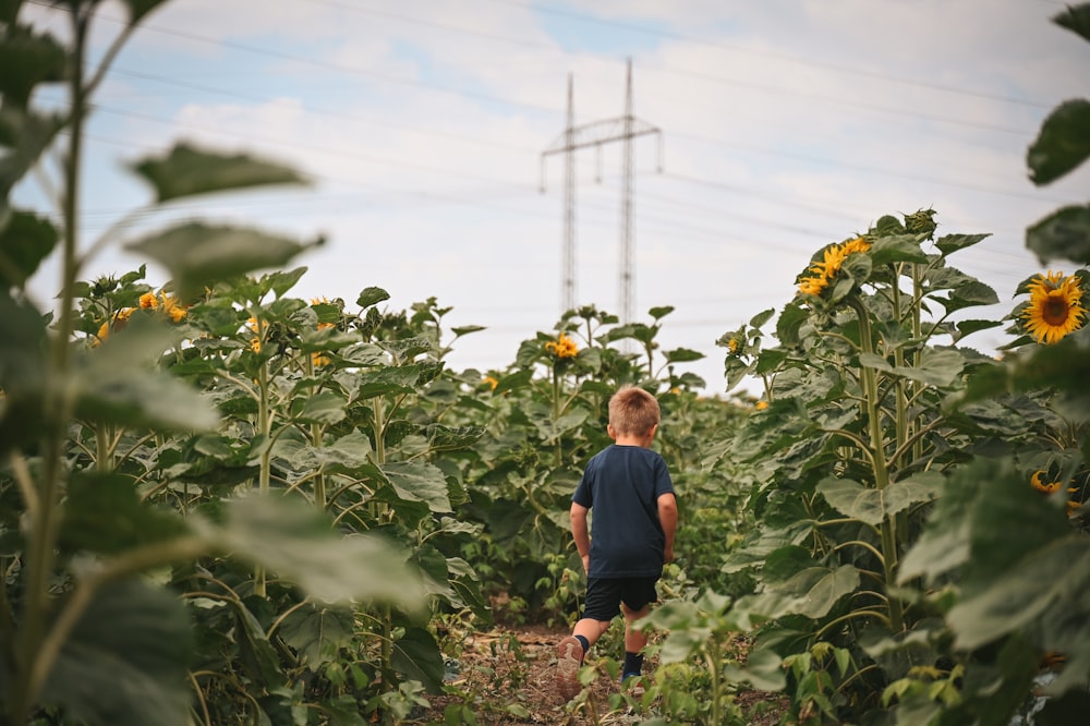 a young boy walking through a field of sunflowers