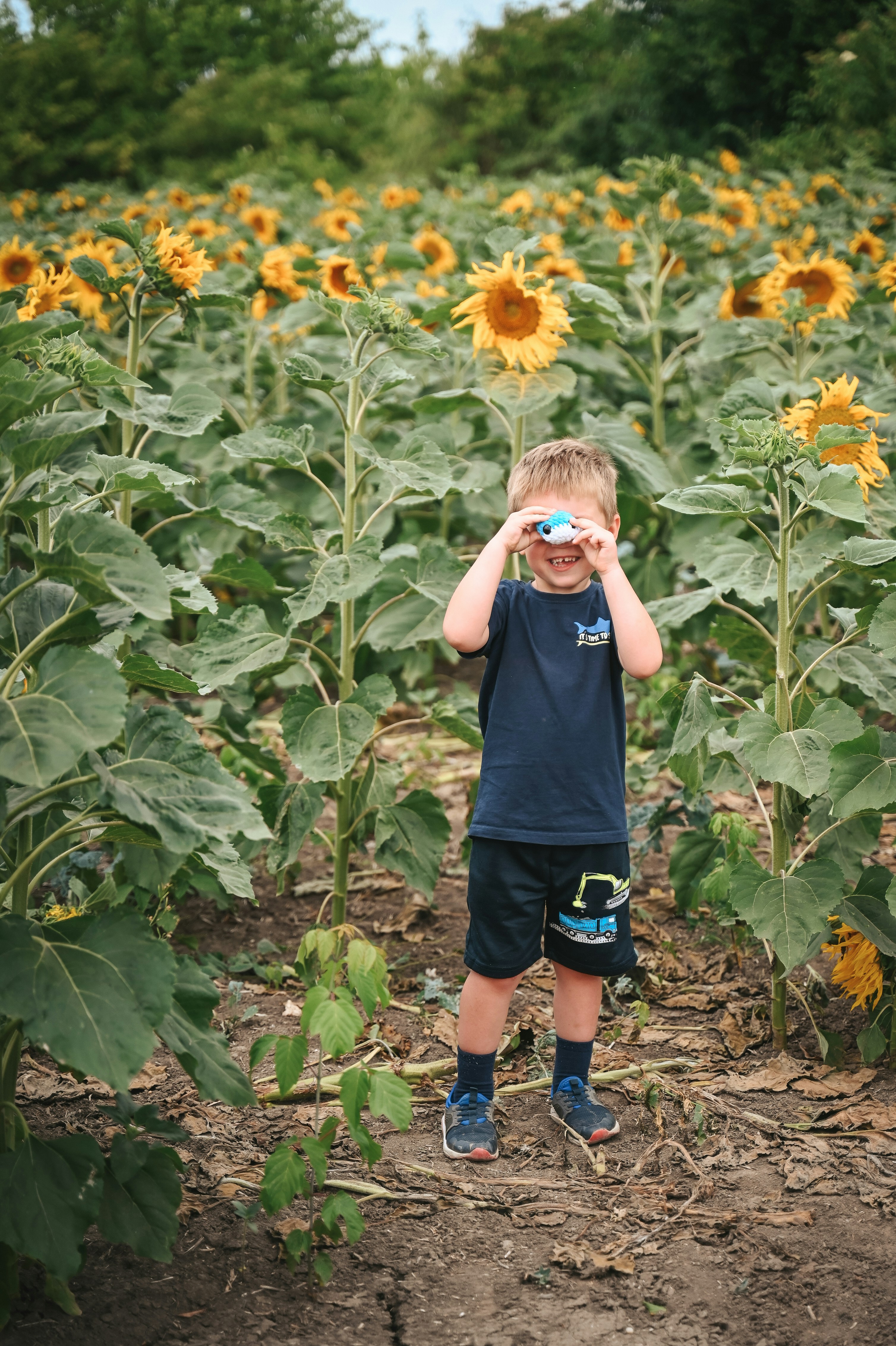 A little boy standing in a field of sunflowers photo – Free Sunflower ...